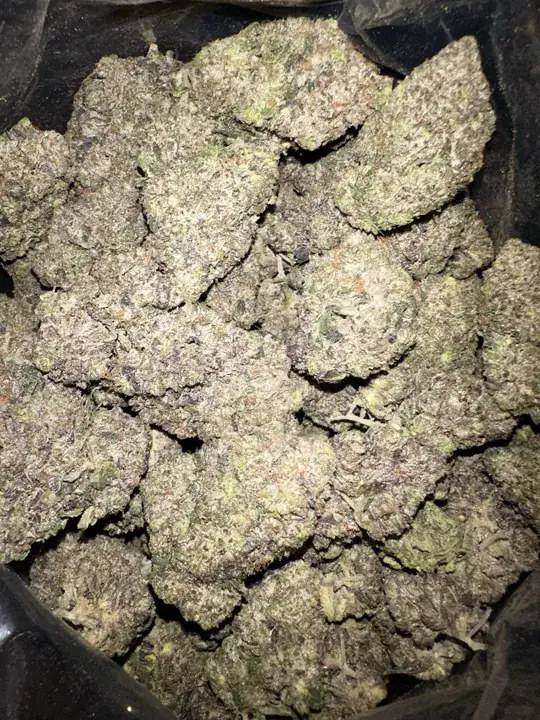 Dense AAAA purple cannabis flower, full harvest