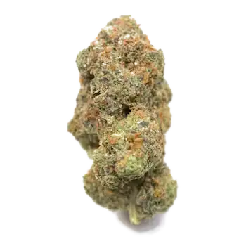 El Chapo AAAA indica flower