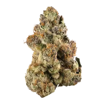 Gelato AAAA hybrid flower