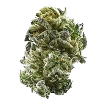 Girl Scout Cookies AAAA hybrid flower