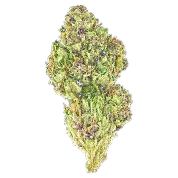 Pink Kush AAAA indica flower