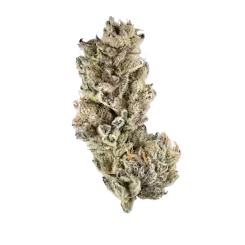 Purple Punch AAAA indica flower